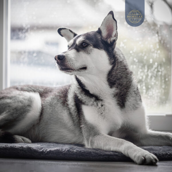 BIORELAX_Tierkissen16 BIORELAX_Tierkissen16