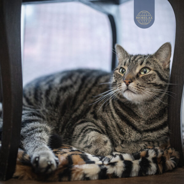BIORELAX_Tierkissen12 BIORELAX_Tierkissen12