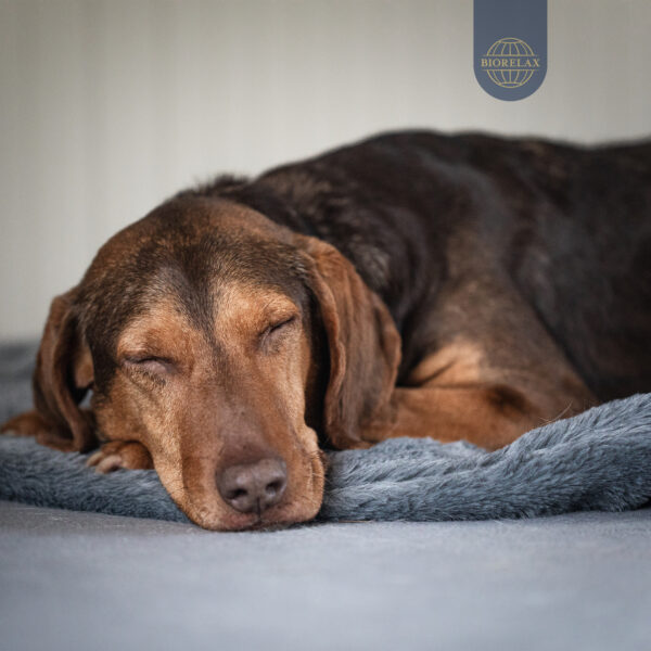BIORELAX_Tierkissen13 BIORELAX_Tierkissen13